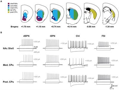 Regional heterogeneity in the membrane properties of mouse striatal neurons